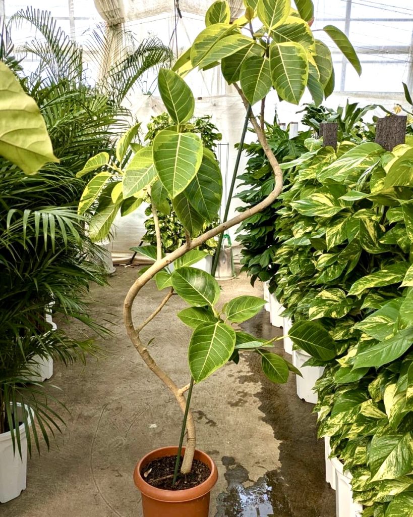 観葉植物