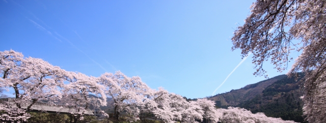 鮎川千本桜