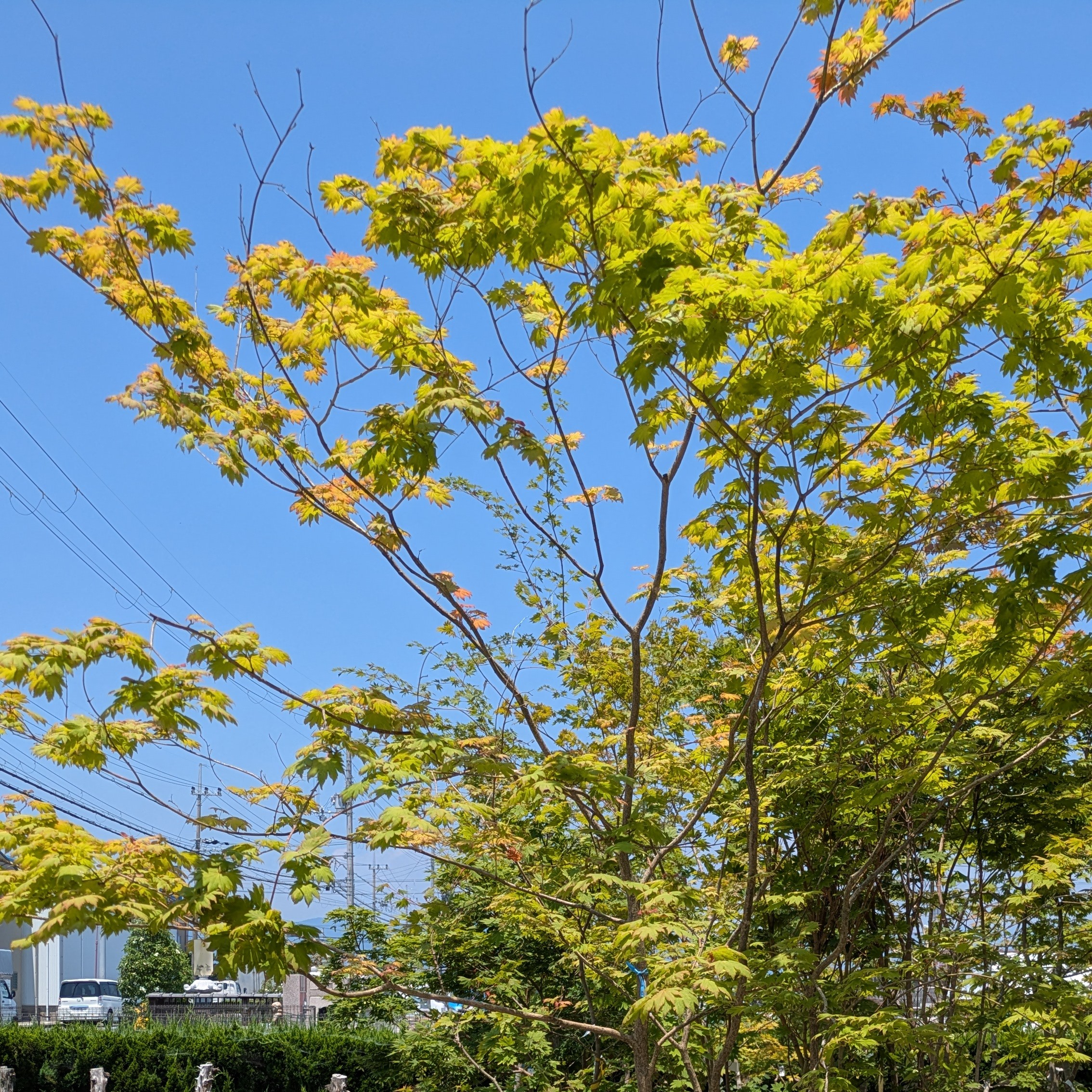 京町家ラボ植栽選び