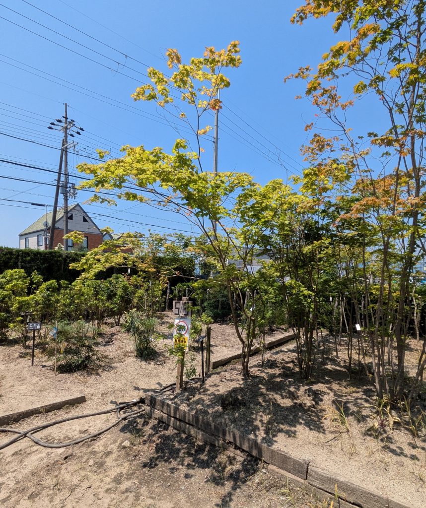 植栽選び　カエデ
