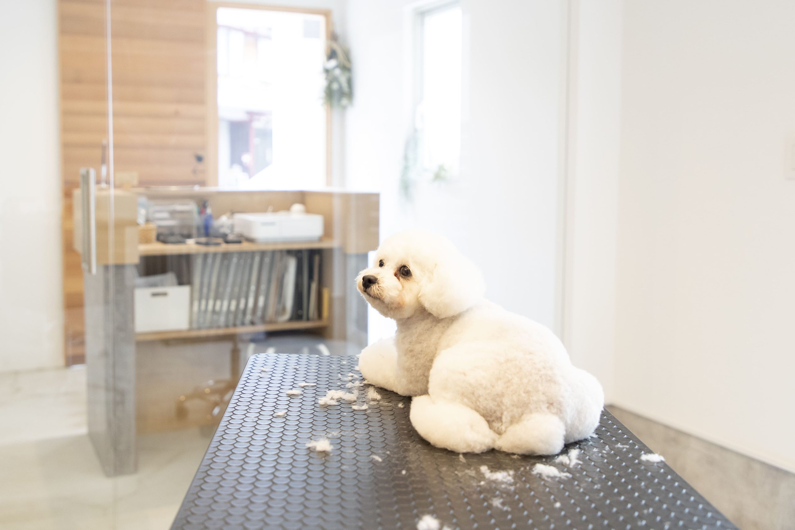 愛犬と暮らす ドッグサロン併用住宅